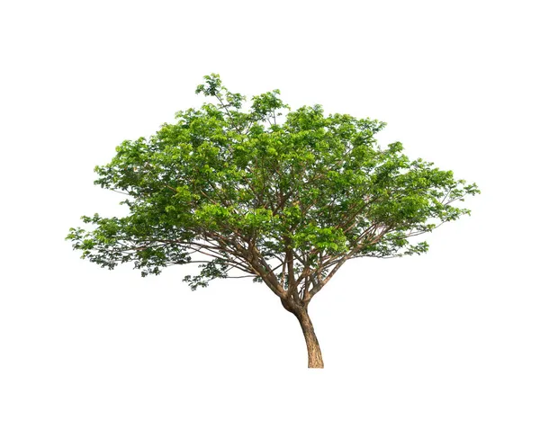 Baum Auf Weißem Hintergrund — Stockfoto