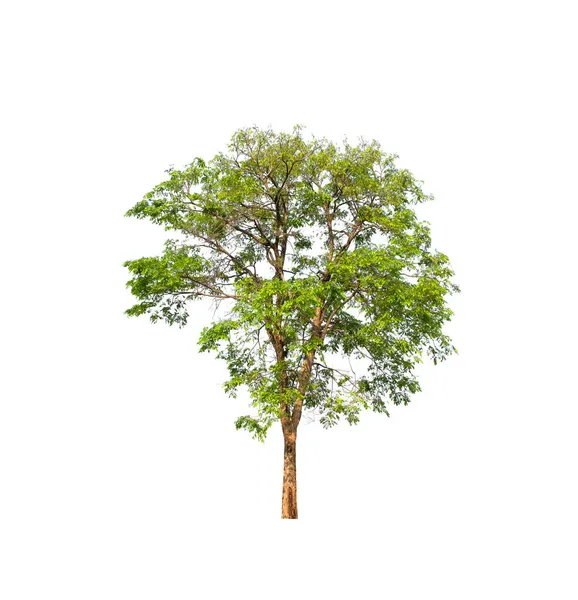 Baum Auf Weißem Hintergrund — Stockfoto