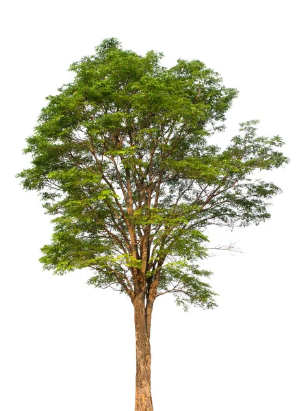 Árbol Sobre Fondo Blanco — Foto de Stock