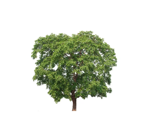 Дерево Белом Фоне — стоковое фото