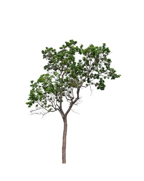 Árvore Fundo Branco — Fotografia de Stock