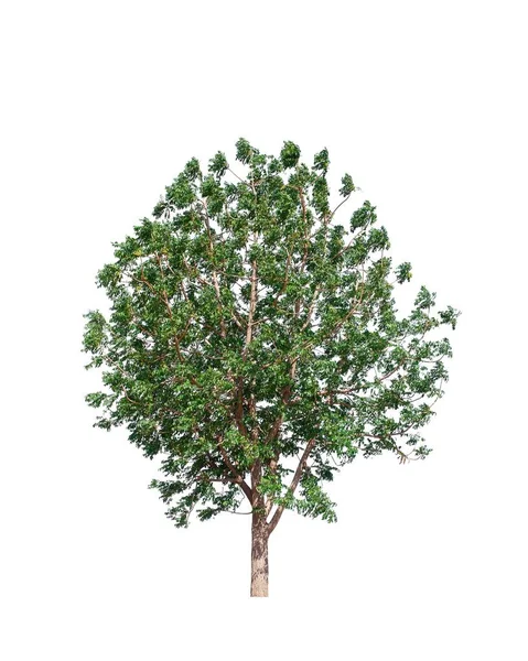 Drzewo Białym Tle — Zdjęcie stockowe