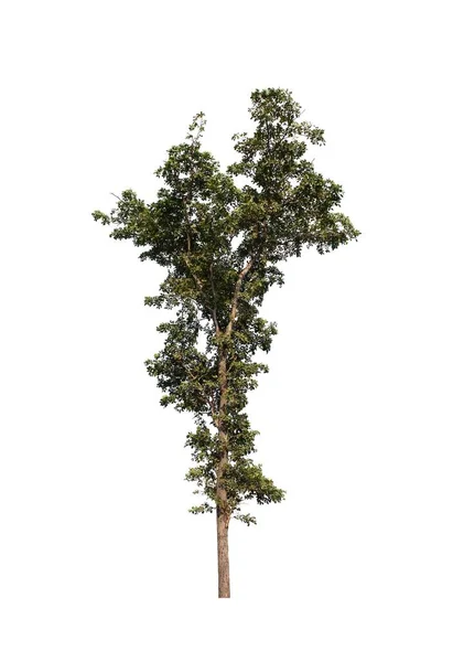 Δέντρο Λευκό Φόντο — Φωτογραφία Αρχείου