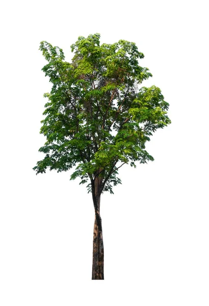 Albero Sfondo Bianco — Foto Stock