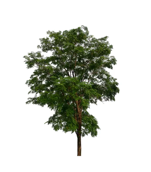 Tree White Background — Stock Photo, Image