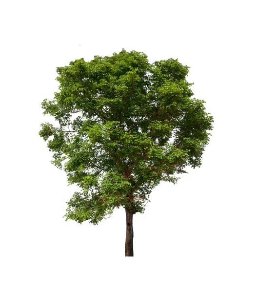 Beyaz Arkaplandaki Ağaç — Stok fotoğraf