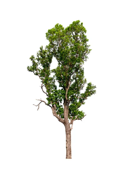 Albero Sfondo Bianco — Foto Stock