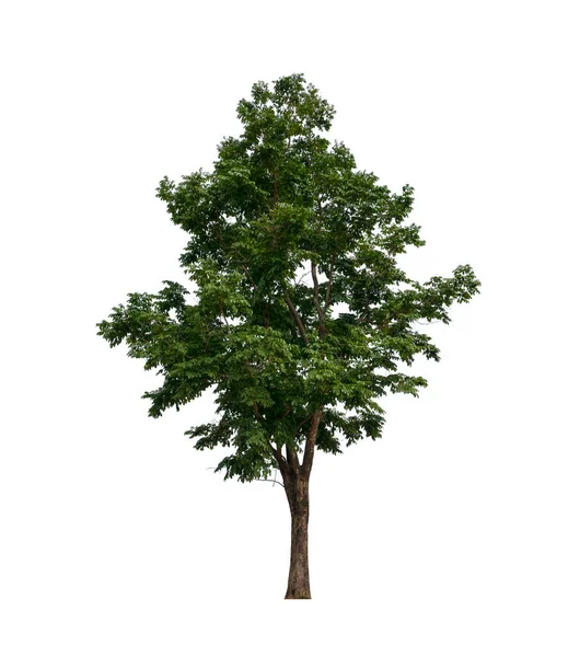 Träd Vit Bakgrund — Stockfoto