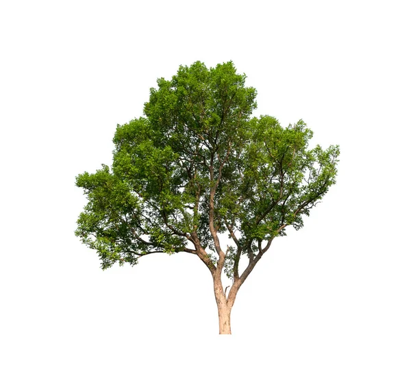 白い背景の木 — ストック写真