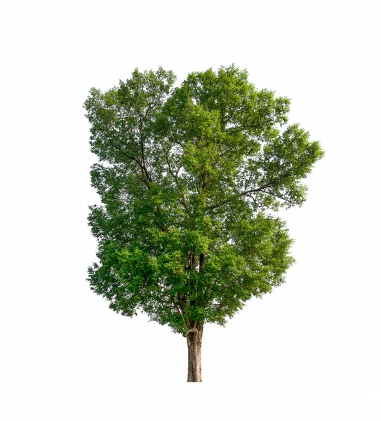 Drzewo Białym Tle — Zdjęcie stockowe