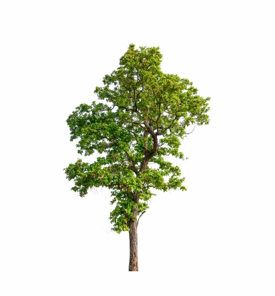 Baum Auf Weißem Hintergrund — Stockfoto