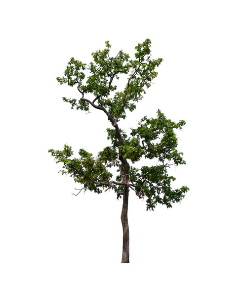 Árbol Sobre Fondo Blanco — Foto de Stock