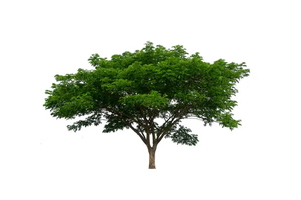 Tree White Background — Stock Photo, Image