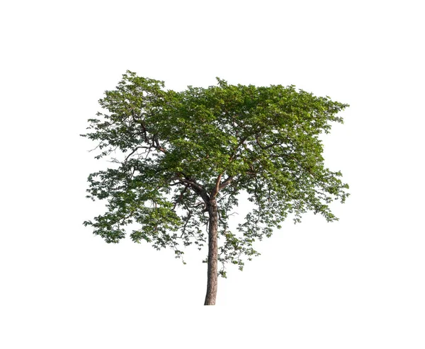 Baum Auf Weißem Hintergrund — Stockfoto