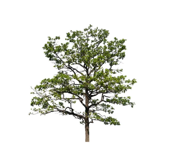白い背景の木 — ストック写真
