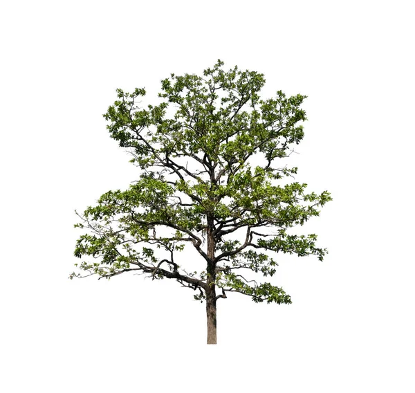 Baum Auf Weißem Hintergrund — Stockfoto