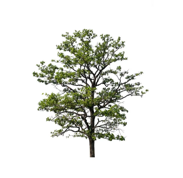 Baum Auf Weißem Hintergrund — Stockfoto