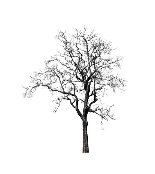 Δέντρο Λευκό Φόντο — Φωτογραφία Αρχείου