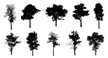 Beyaz arkaplanda fırça için ağaç silueti