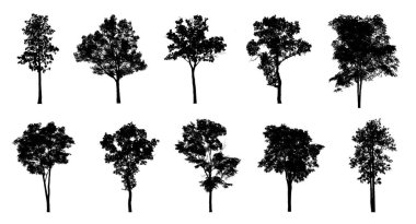 Beyaz arkaplanda fırça için ağaç silueti