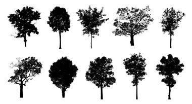 Beyaz arkaplanda fırça için ağaç silueti