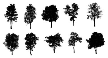 Beyaz arkaplanda fırça için ağaç silueti