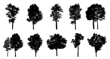 Beyaz arkaplanda fırça için ağaç silueti