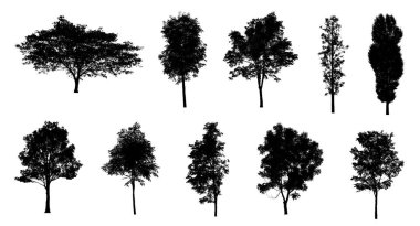 Beyaz arkaplanda fırça için ağaç silueti