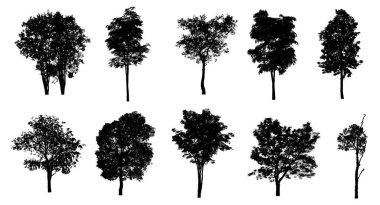 Beyaz arkaplanda izole edilmiş düzenlenebilir genel ağaç silueti.