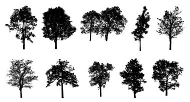 Beyaz arkaplanda izole edilmiş düzenlenebilir genel ağaç silueti.