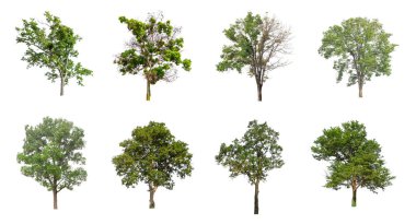 Beyaz zemin üzerinde izole ağaçlar kümesi, Ağaçların koleksiyonu