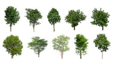 Beyaz zemin üzerinde izole ağaçlar kümesi, Ağaçların koleksiyonu