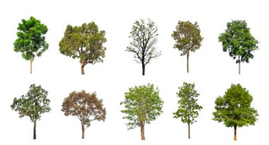Ağaçların toplanması, beyaz zemin üzerinde izole edilmiş ağaçlar kümesi