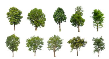 Ağaçların toplanması, beyaz zemin üzerinde izole edilmiş ağaçlar kümesi