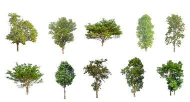 Ağaçların toplanması, beyaz zemin üzerinde izole edilmiş ağaçlar kümesi
