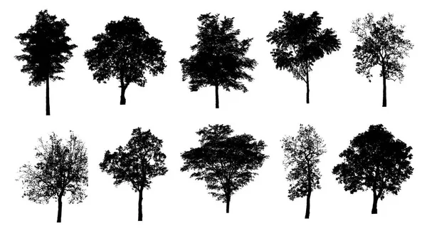 Set Trees Silhouette Brush White Background — Stock Photo, Image