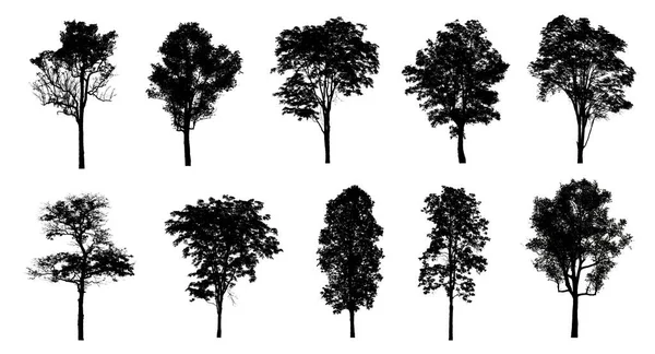 Set Van Bomen Silhouet Voor Borstel Witte Achtergrond — Stockfoto