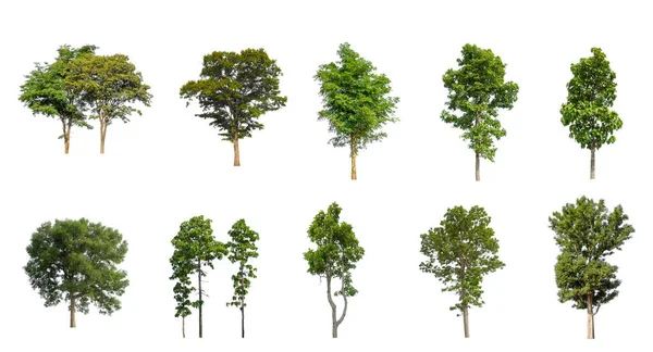 Collection Trees Set Isolated Trees White Background — Stock Photo, Image