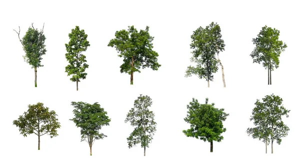 Verzameling Bomen Set Van Geïsoleerde Bomen Witte Achtergrond — Stockfoto