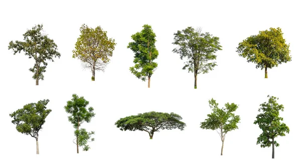 Verzameling Bomen Set Van Geïsoleerde Bomen Witte Achtergrond — Stockfoto