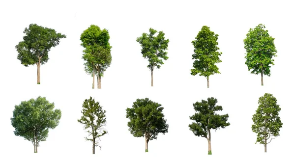 Коллекция Деревьев Набор Изолированных Деревьев Белом Фоне — стоковое фото