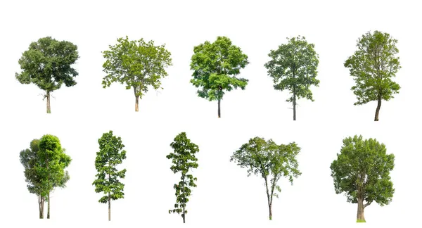 Collezione Alberi Set Alberi Isolati Sfondo Bianco — Foto Stock