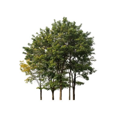 Beyaz arkaplanda izole edilmiş ağaç 