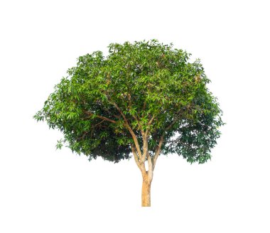 Beyaz arkaplanda izole edilmiş ağaç hem yazdırma hem de web sayfaları için uygundur