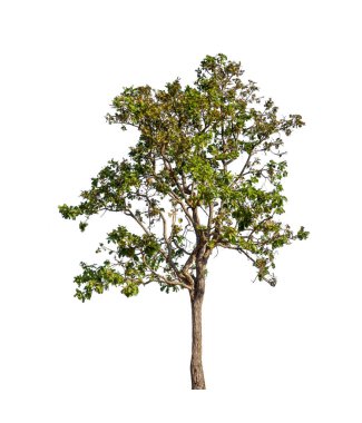 Beyaz arkaplanda izole edilmiş ağaç hem yazdırma hem de web sayfaları için uygundur