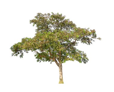 Beyaz arkaplanda izole edilmiş ağaç hem yazdırma hem de web sayfaları için uygundur