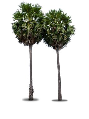 Beyaz arkaplanda çift şekerli palmiye ağacı izole