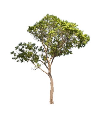 Beyaz arkaplanda izole edilmiş ağaç