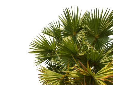  Beyaz arkaplanda şeker palmiyeleri