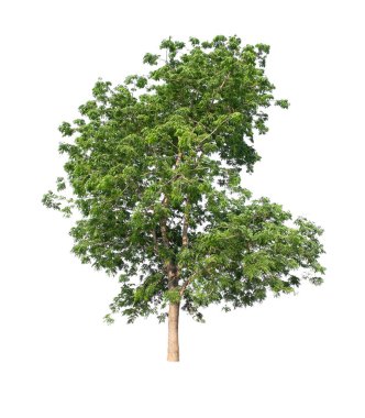 Beyaz arkaplanda izole edilmiş ağaç